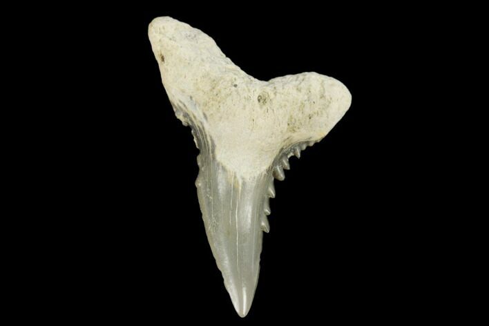 Snaggletooth Shark (Hemipristis) Tooth - Aurora, NC #180167